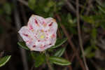 Hairy laurel <BR>Hairy wicky